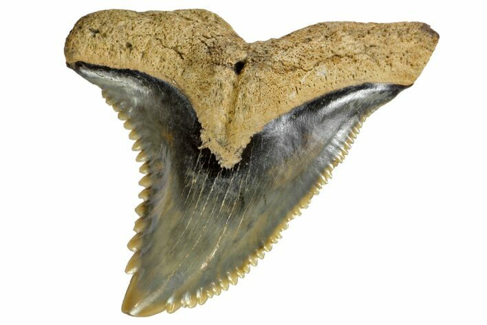Serrated, Fossil Shark (Hemipristis) Tooth #142459
